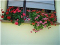 pelargonje